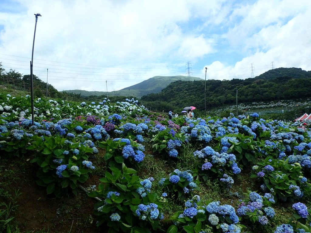 P5303947.JPG - 萬里  高家繡球花田