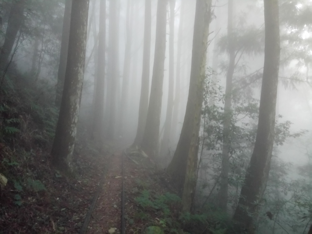 DSC_3787.JPG - 南庄  加里山  森林鐵道