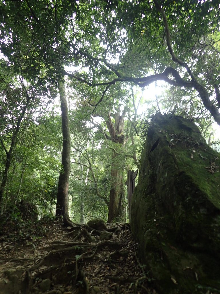 P9108423.JPG - 新竹  五指山登山步道