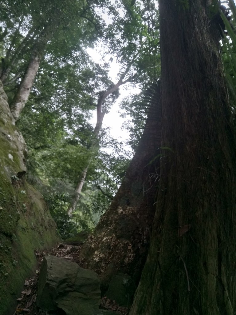 DSC_1006.JPG - 新竹  五指山登山步道