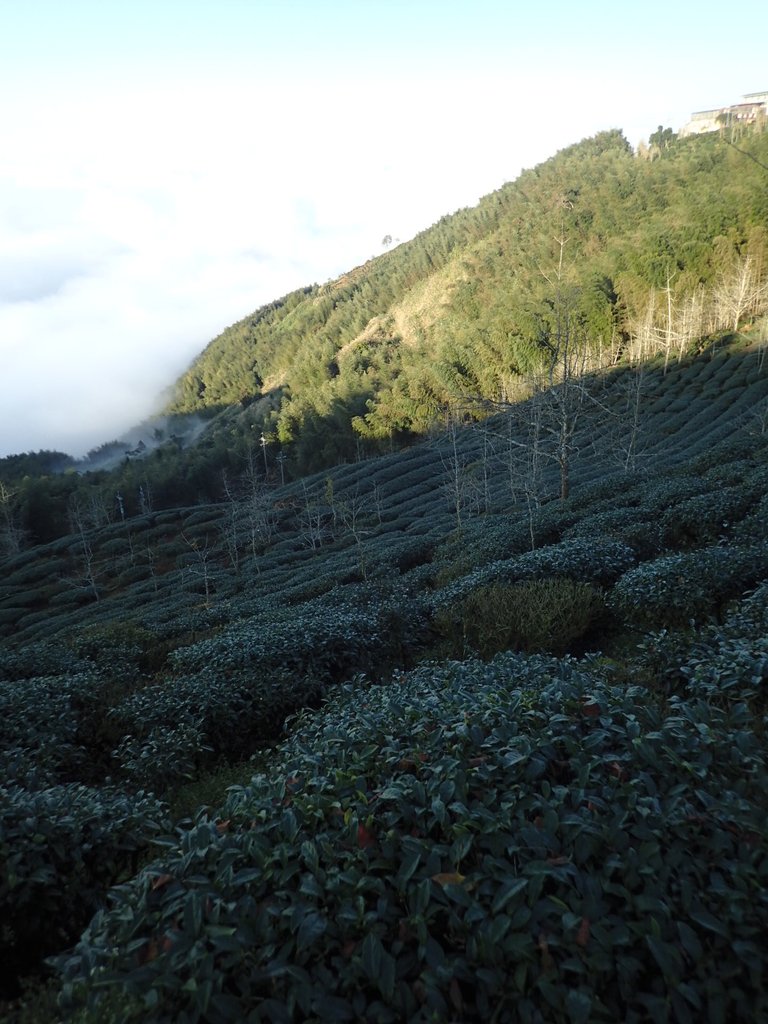 P1076371.JPG - 鹿谷  大崙山觀光茶園  (02)