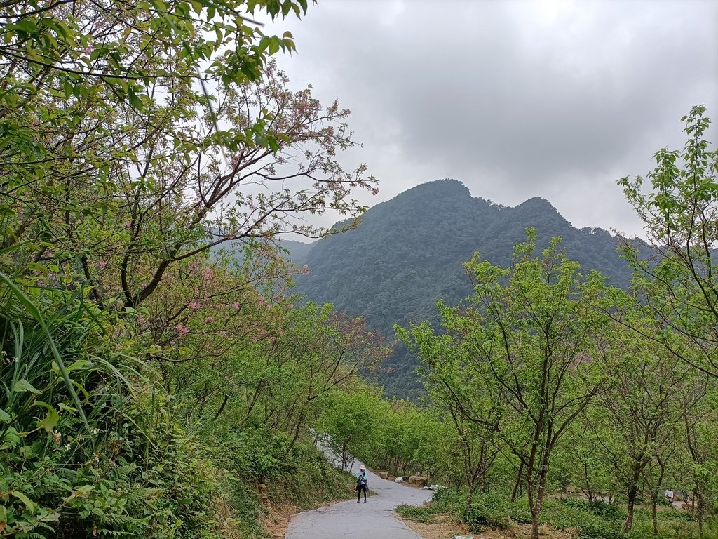 IMG20210226131110.jpg - 三峽  熊空  大熊櫻花林