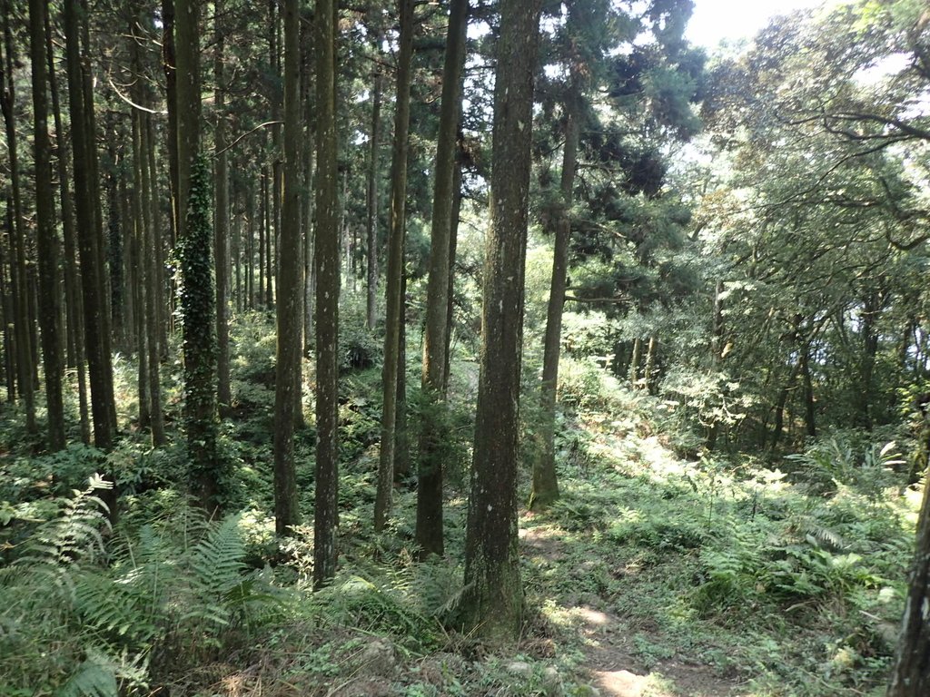 P4036923.JPG - 五峰  鵝公髻山登山步道  (02)