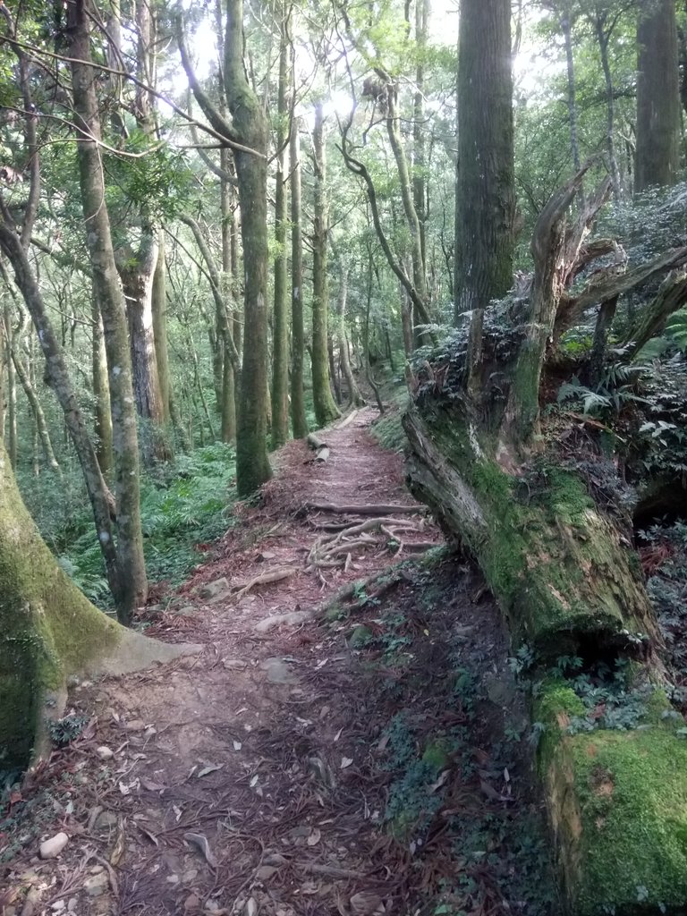 DSC_8974.JPG - 復興  東眼山森林步道