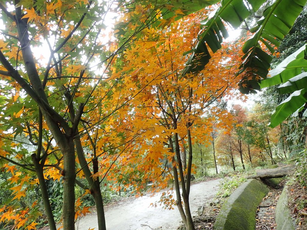 P1062162.JPG - 土城  承天寺  朝山步道