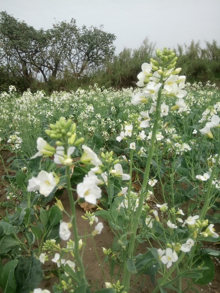 DSC_3968.JPG - 淡海  洲子灣  芥藍菜花田