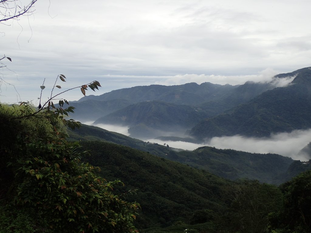 PA231778.JPG - 往三層坪途中之  茶園景致