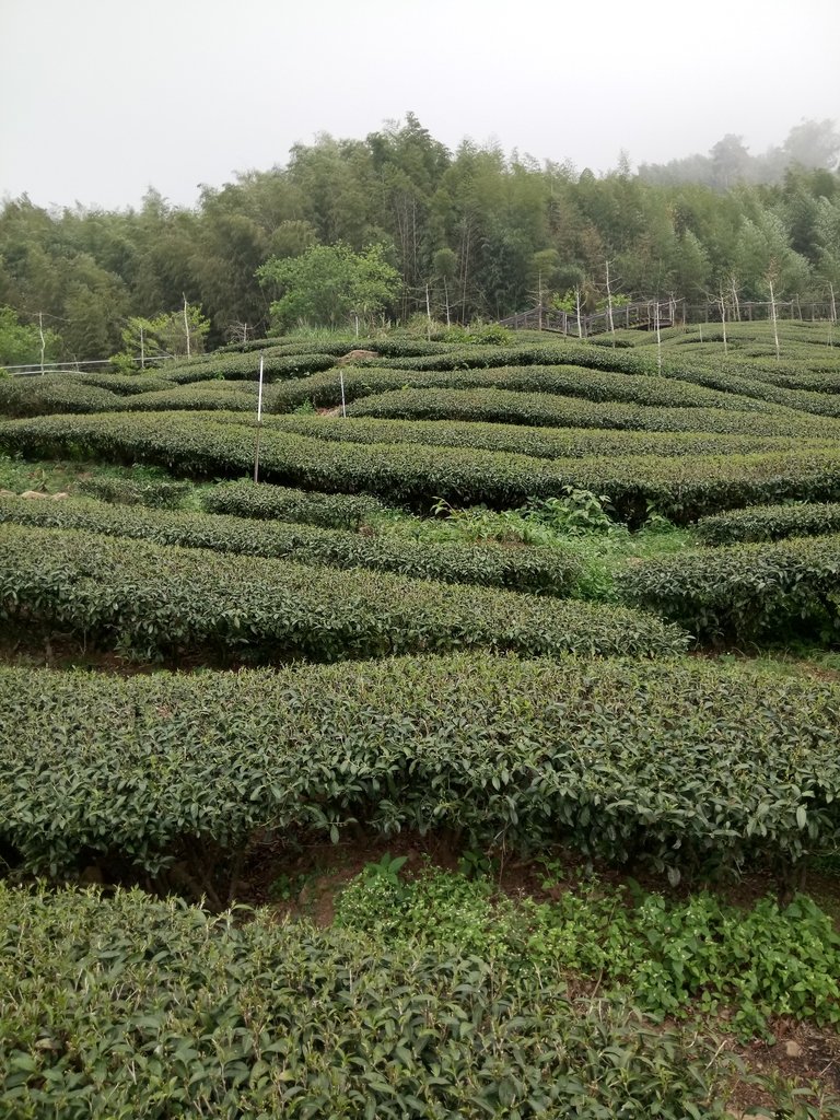 DSC_1519.JPG - 阿里山  頂石卓茶園之美