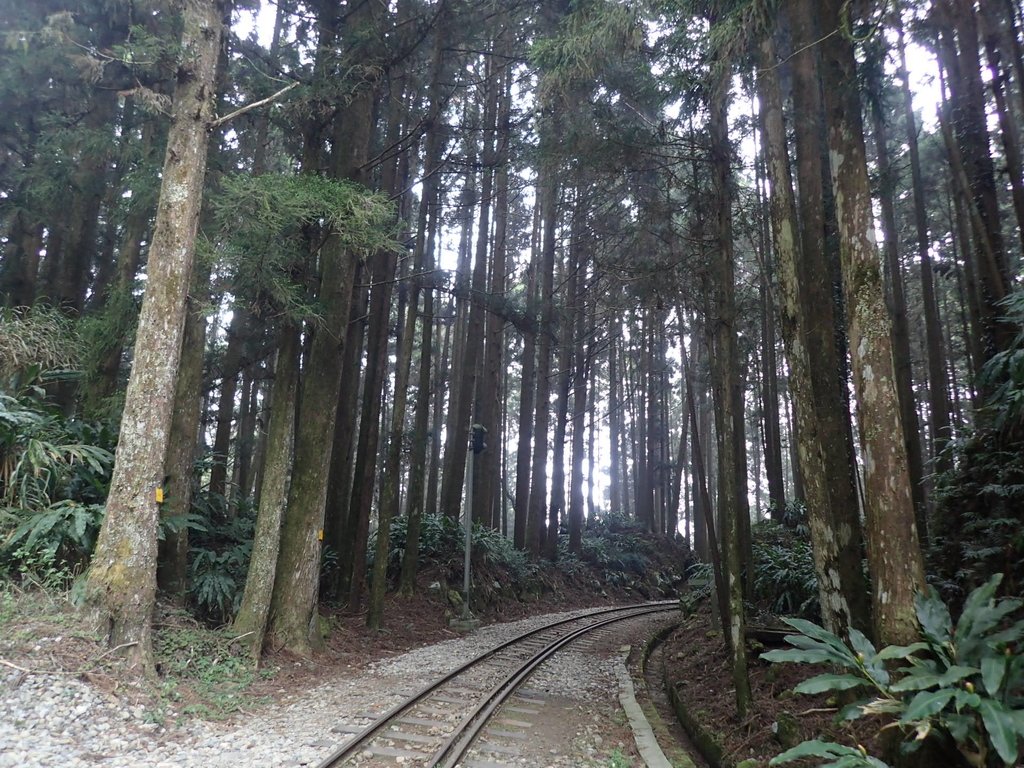 P3257934.JPG - 阿里山  二萬平  抱石神木