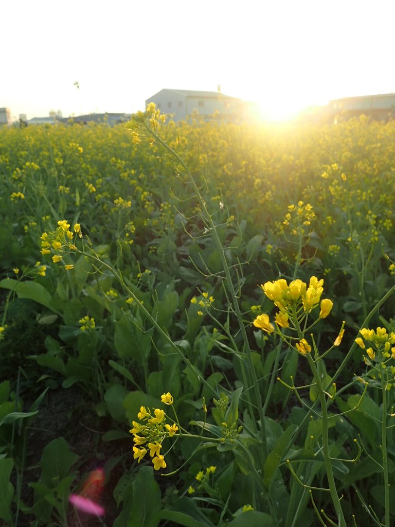 P1083474.JPG - 台中  西屯  油菜花田