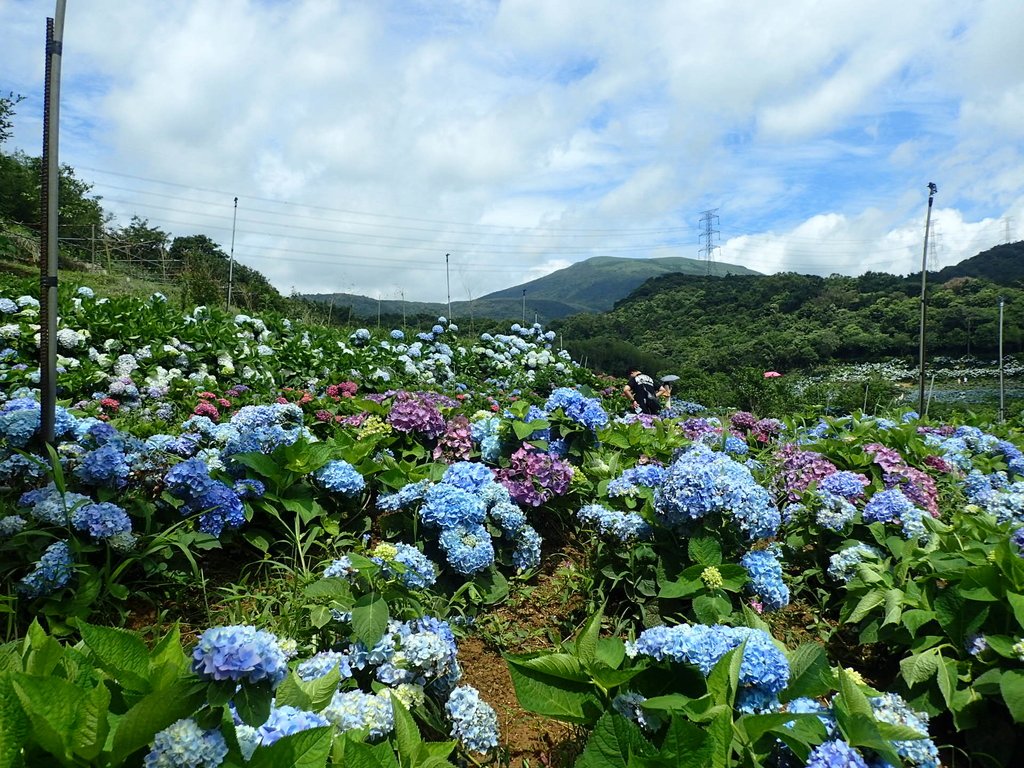 P5303948.JPG - 萬里  高家繡球花田