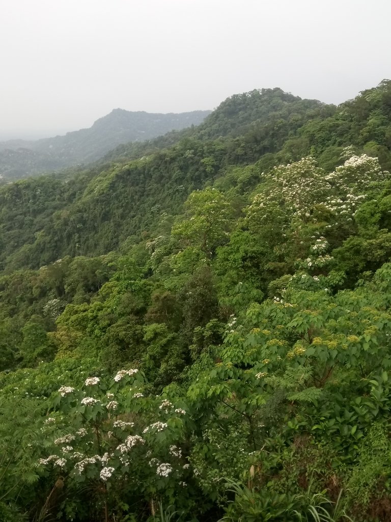 DSC_4996.JPG - 南庄  細湖頂  桐花山林