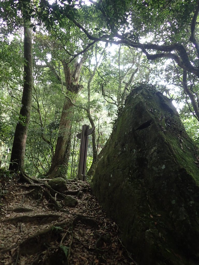 P9108426.JPG - 新竹  五指山登山步道