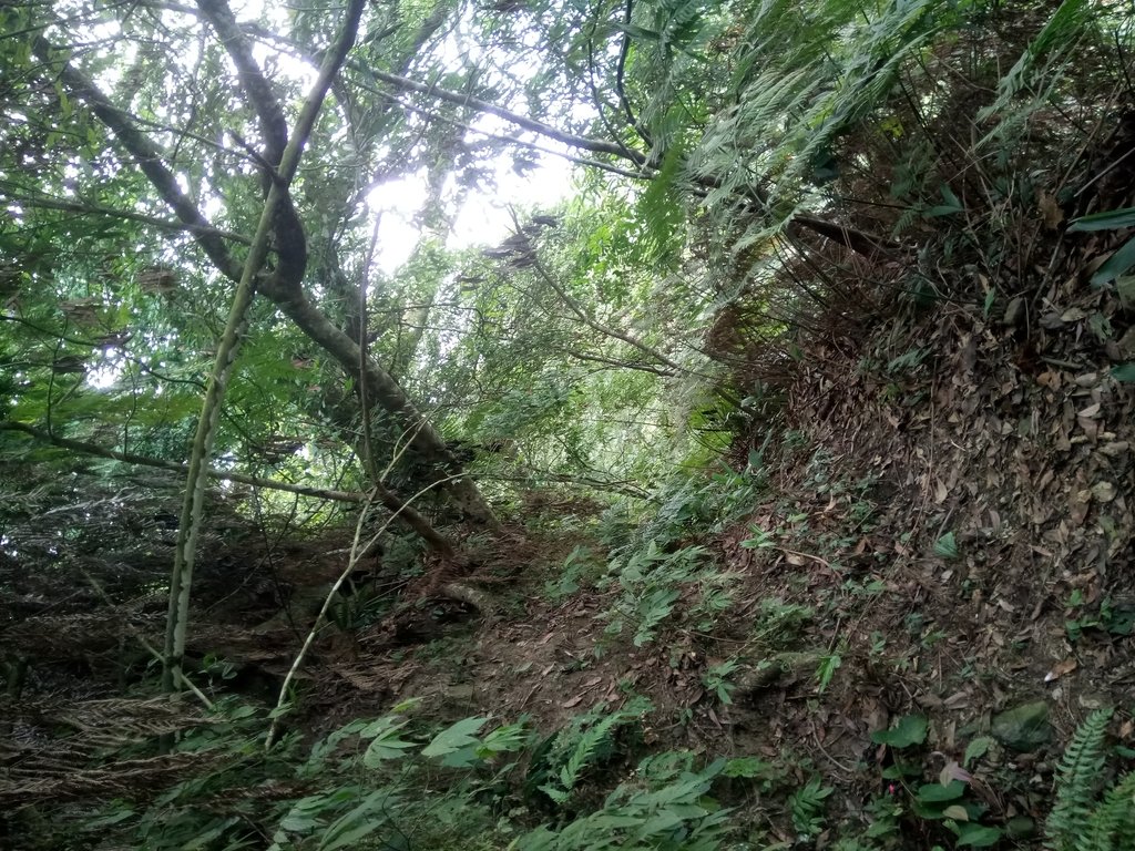 DSC_1007.JPG - 新竹  五指山登山步道