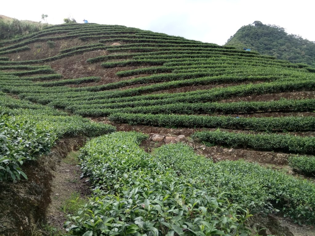 DSC_4734.JPG - 坪林  厚德岡坑  茶園之美