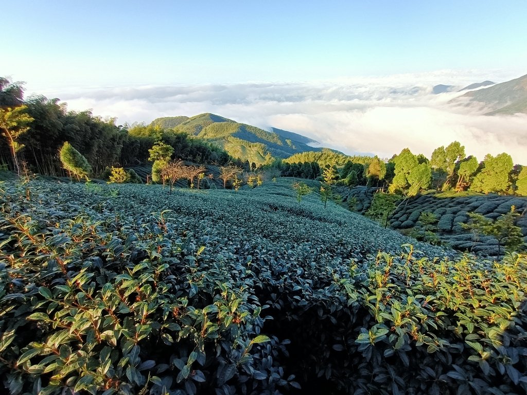 IMG20210107160607.jpg - 鹿谷  大崙山觀光茶園  (01)