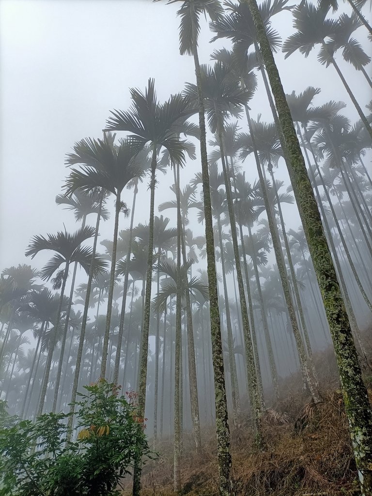 IMG20210108111649.jpg - 梅山  瑞峰村  竹坑溪步道