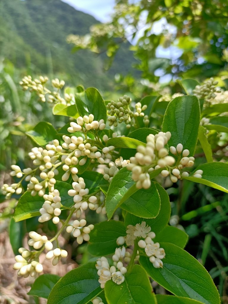 IMG20210430102054.jpg - 瑞芳  雞籠山東峰  (雷霆峰)