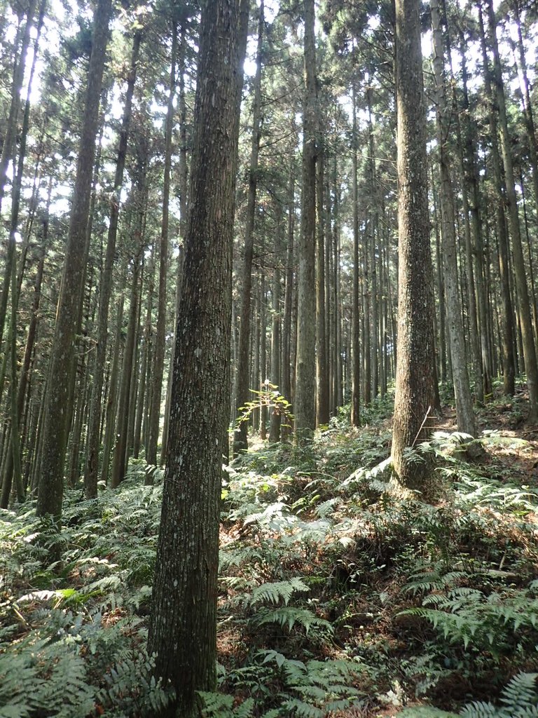 P4036936.JPG - 五峰  鵝公髻山登山步道  (02)