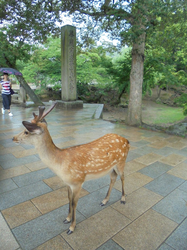 DSC03961.JPG - 奈良  東大寺