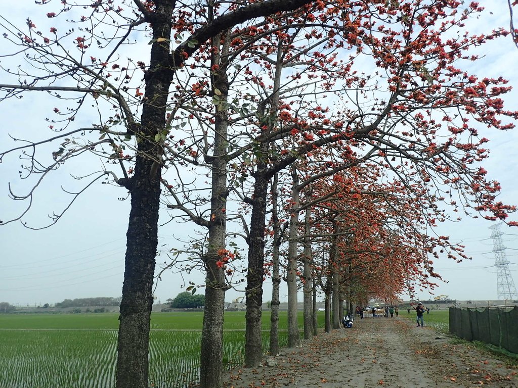 P3066486.JPG - 竹塘  田頭  木棉花道