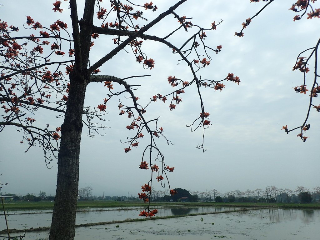 P3066621.JPG - 白河  林初埤  木棉花