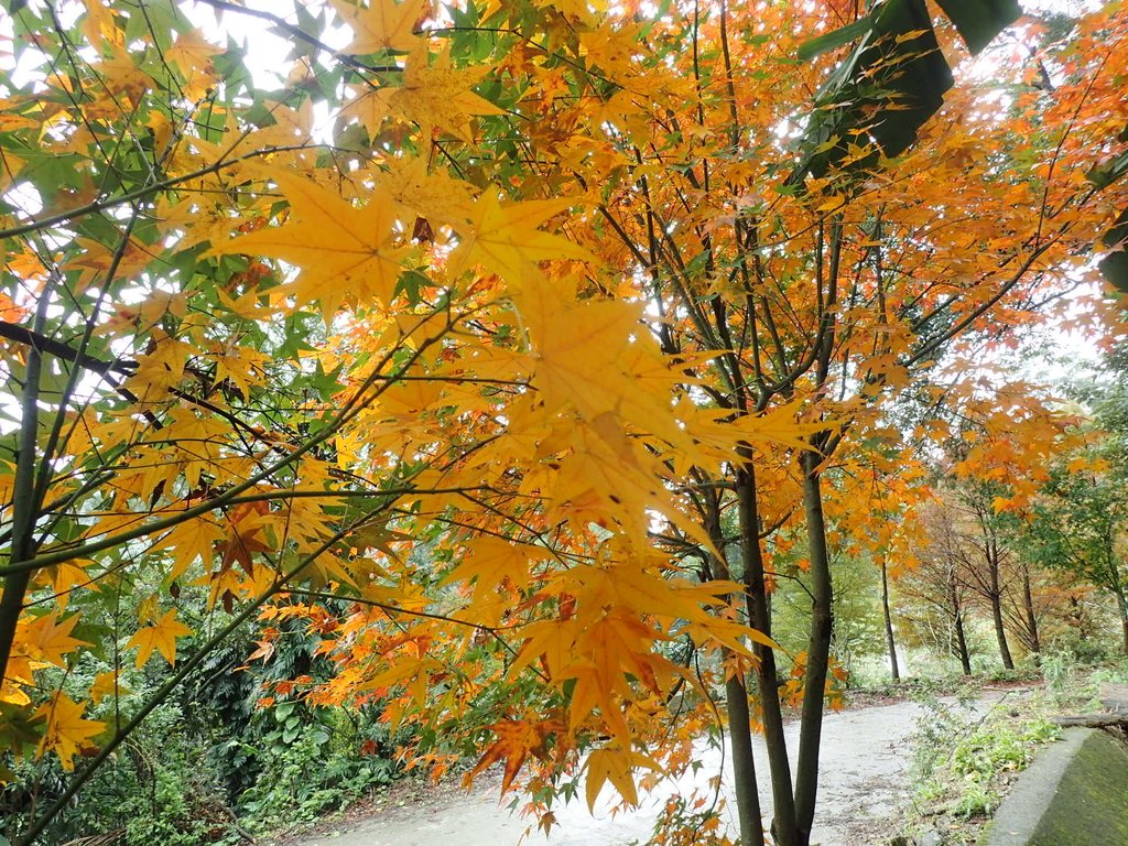 P1062164.JPG - 土城  承天寺  朝山步道