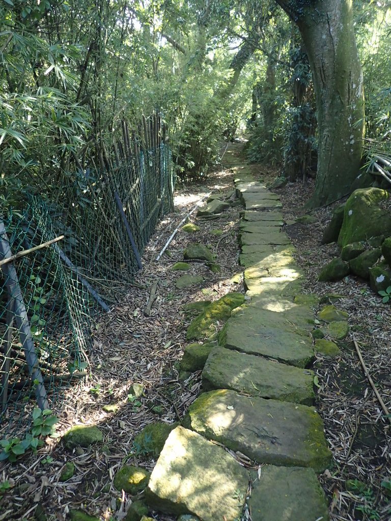 PB247252.JPG - 北投  中正山登山步道 03