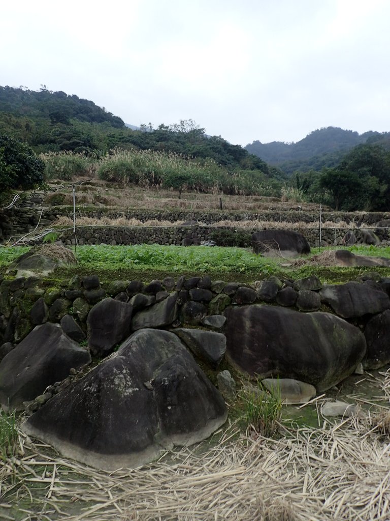 P1263995.JPG - 金山  大路崁古道