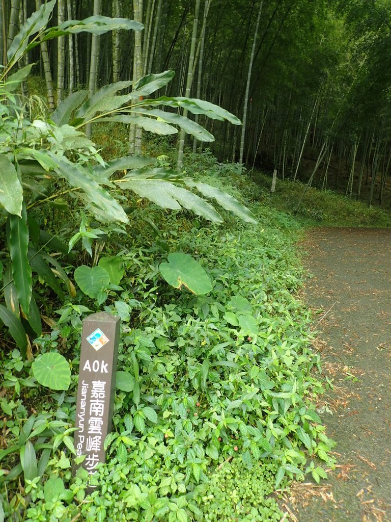 PA231666.JPG - 石壁山  嘉南雲峰步道