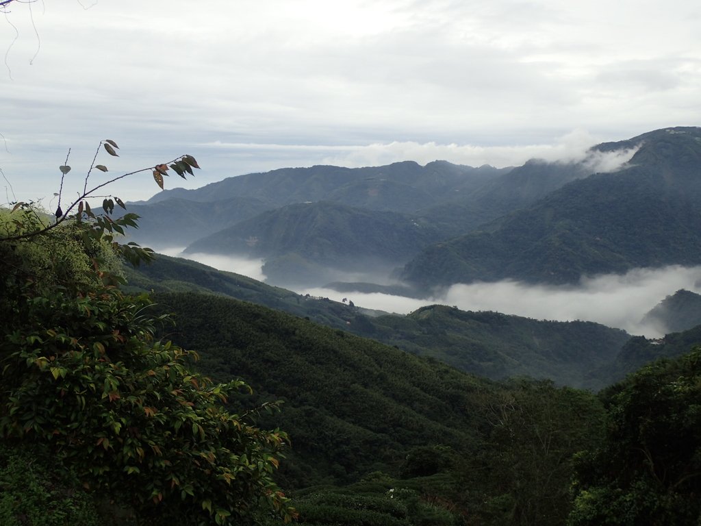 PA231779.JPG - 往三層坪途中之  茶園景致