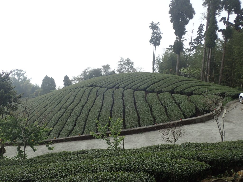 P3257880.JPG - 阿里山  頂石卓茶園之美