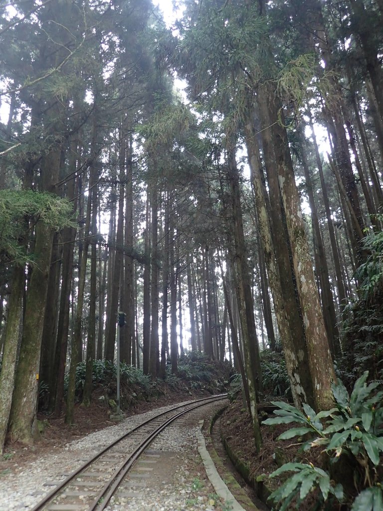 P3257936.JPG - 阿里山  二萬平  抱石神木