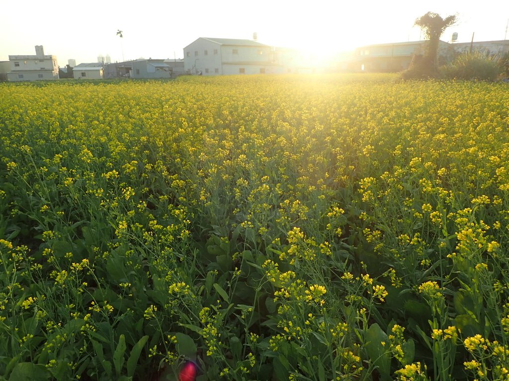 P1083460.JPG - 台中  西屯  油菜花田