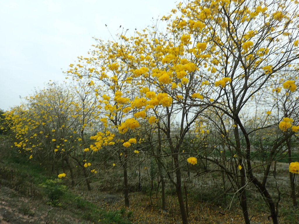 P3066590.JPG - 竹塘  田頭堤防  黃花風鈴木