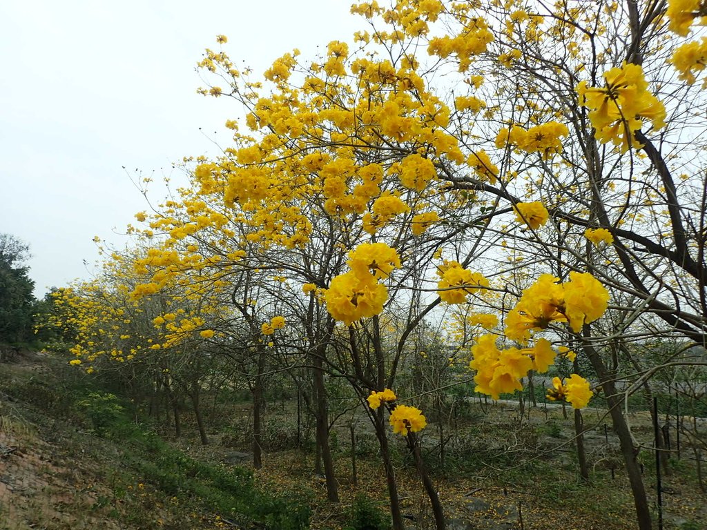 P3066573.JPG - 竹塘  田頭堤防  黃花風鈴木