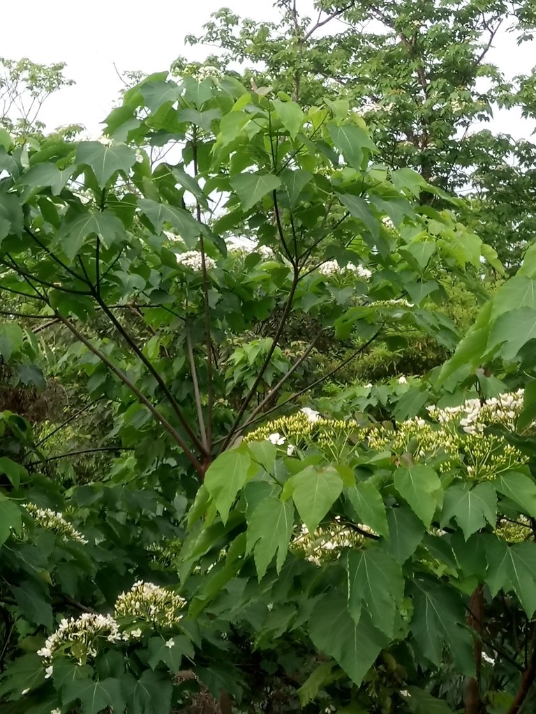 DSC_5000.JPG - 南庄  細湖頂  桐花山林