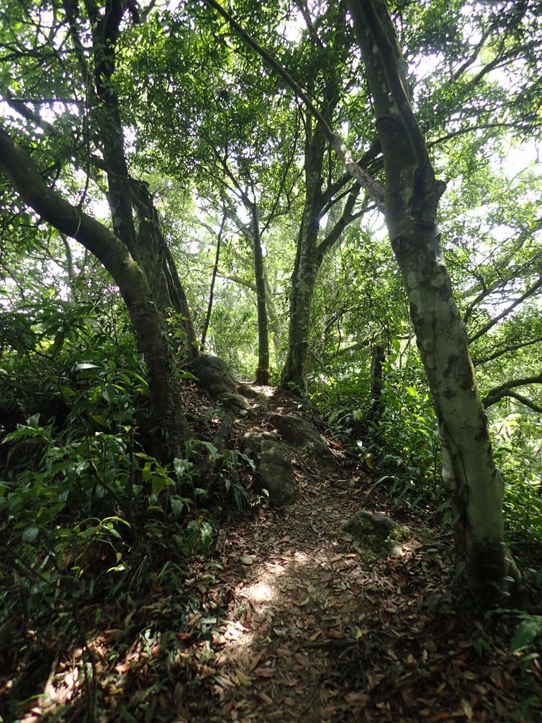 P7025038.JPG - 大溪  金面山登山步道