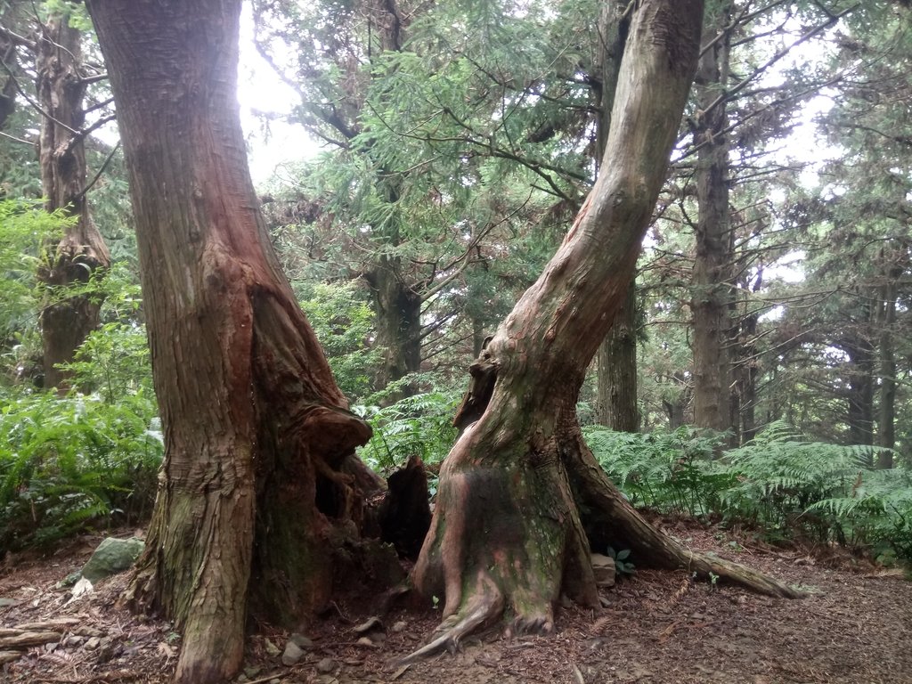 DSC_5265.JPG - 台中和平  長壽山登山步道  (下)