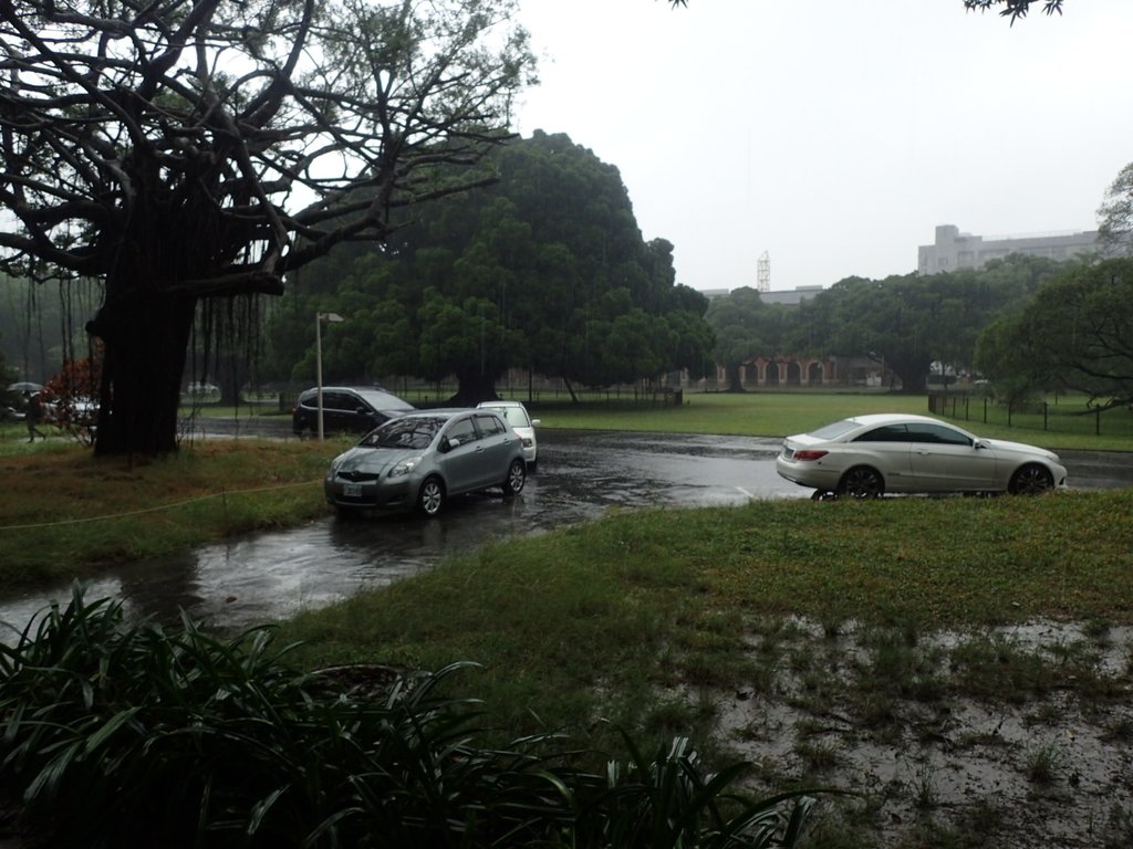 PB074513.JPG - 台南  成功大學  校園掠影