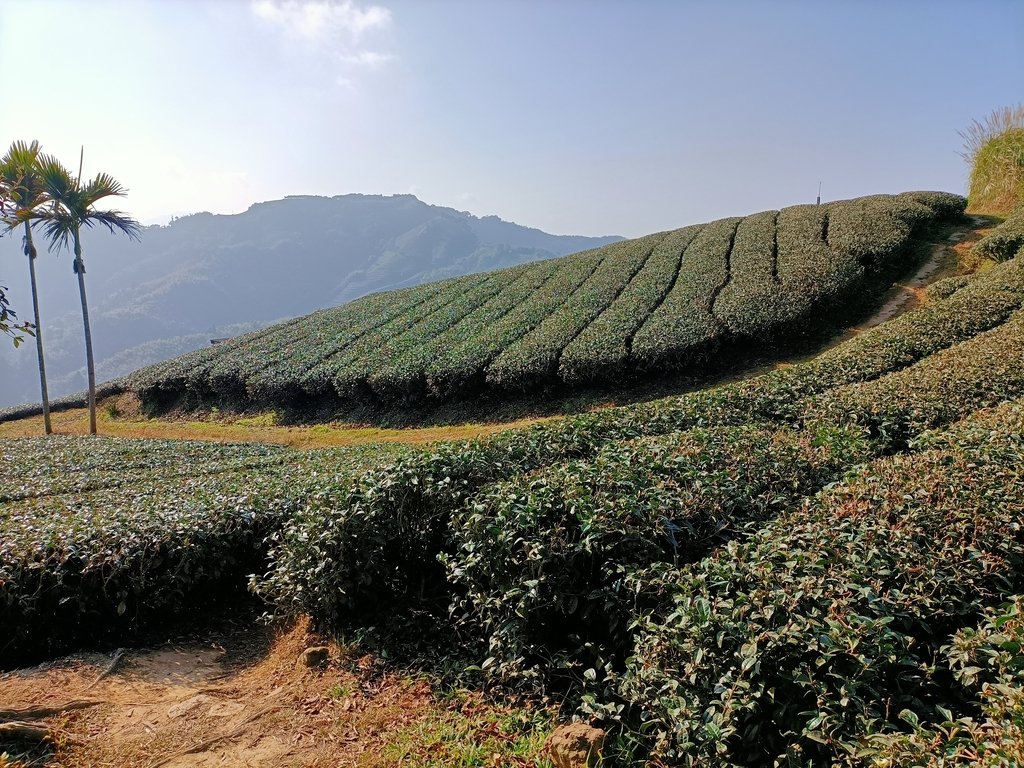 IMG20210130085841.jpg - 雲嘉連峰之  太平山  梨子腳山