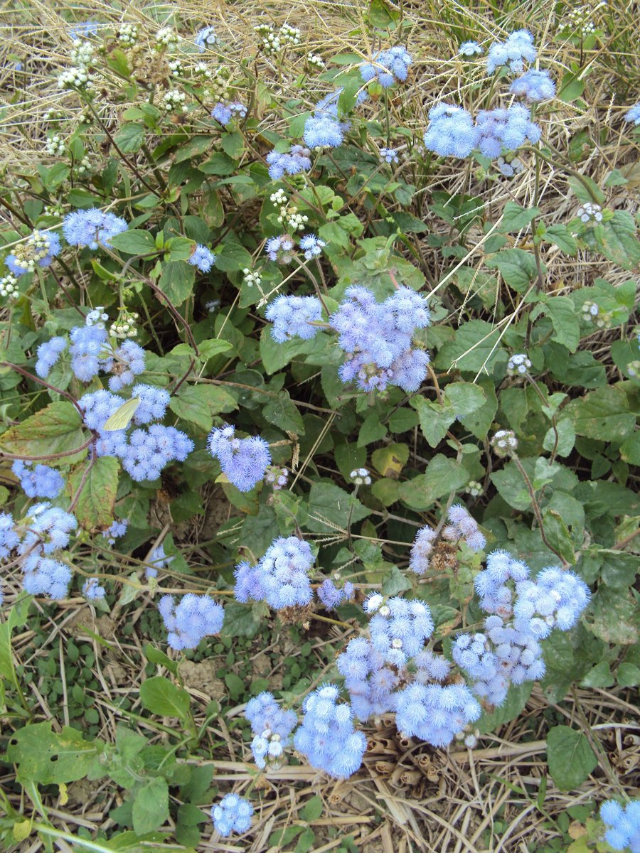 DSC06163.JPG - 湖口  下坡公  田野之美