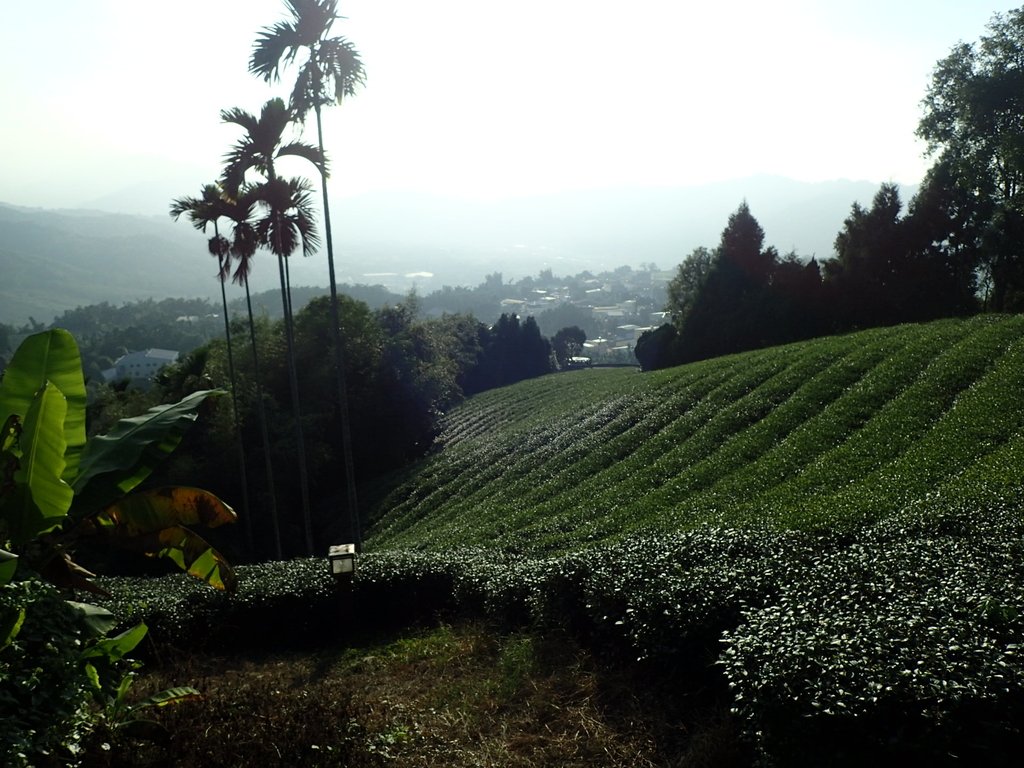 PB225309.JPG - 竹山  山坪頂茶園