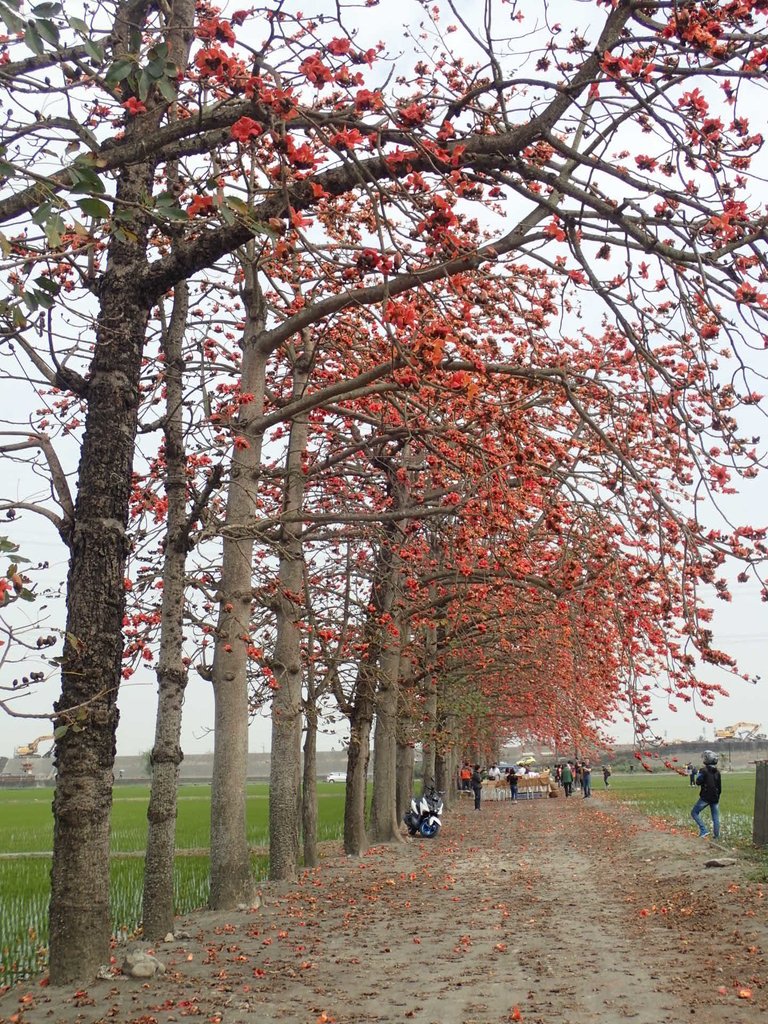 P3066488.JPG - 竹塘  田頭  木棉花道