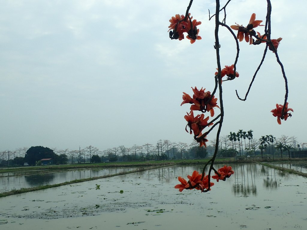 P3066623.JPG - 白河  林初埤  木棉花