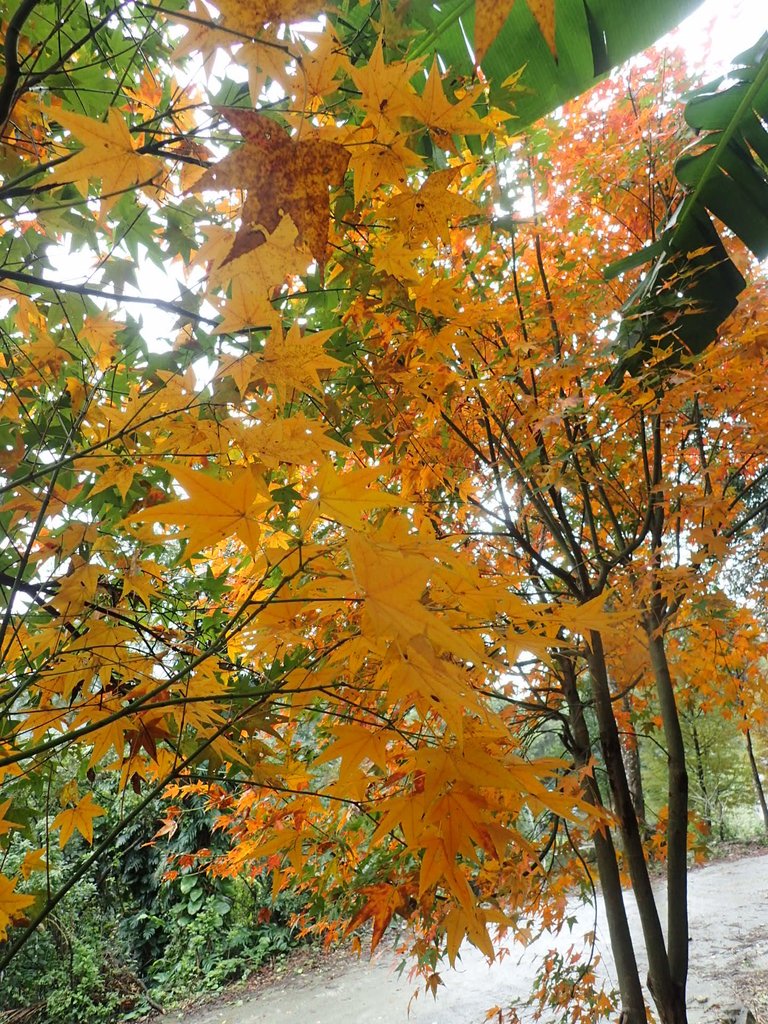 P1062166.JPG - 土城  承天寺  朝山步道