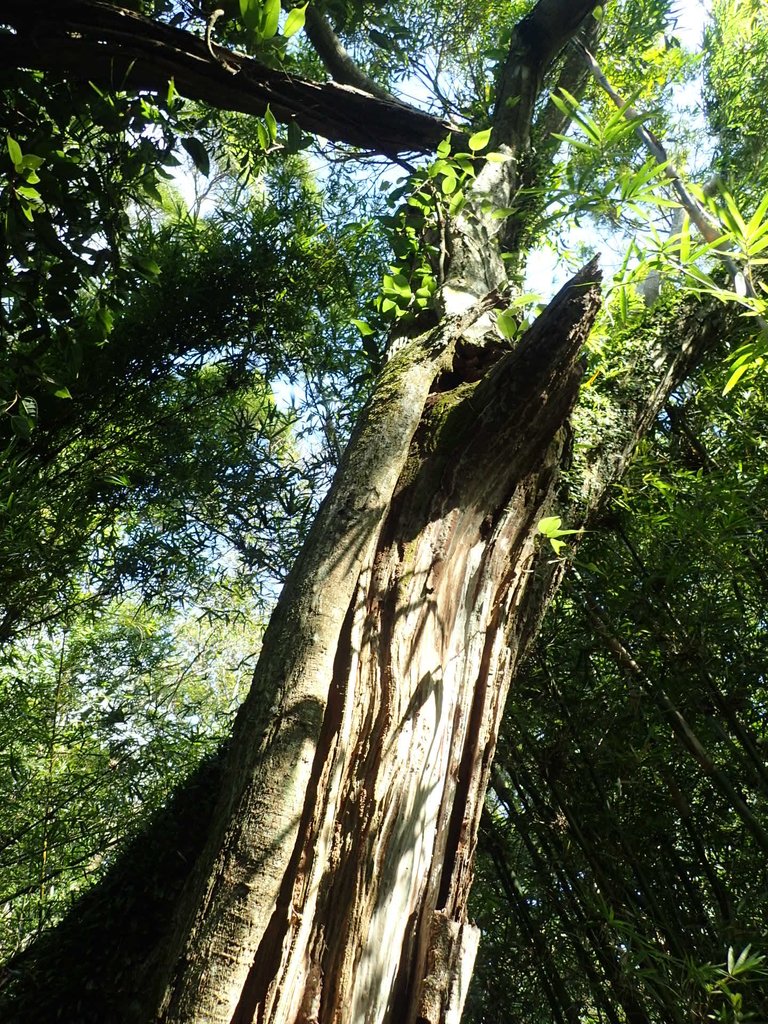 PB247258.JPG - 北投  中正山登山步道 03