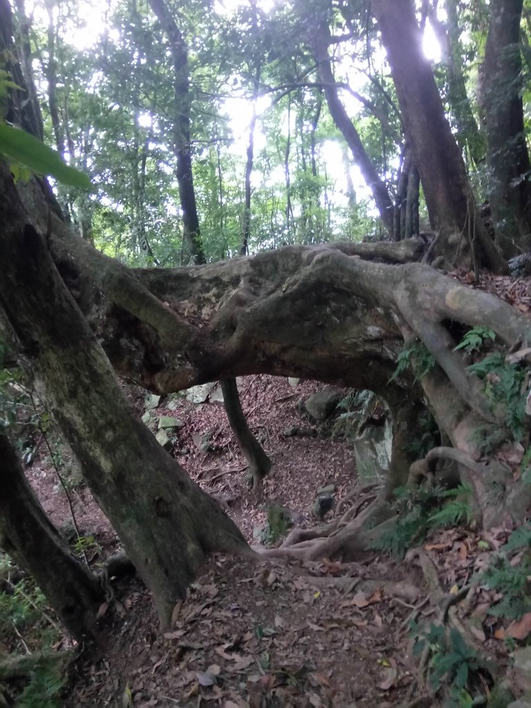 DSC_9505.JPG - 苗栗  泰安  虎山行