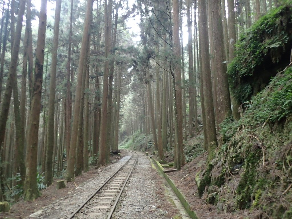 P3257942.JPG - 阿里山  二萬平  抱石神木