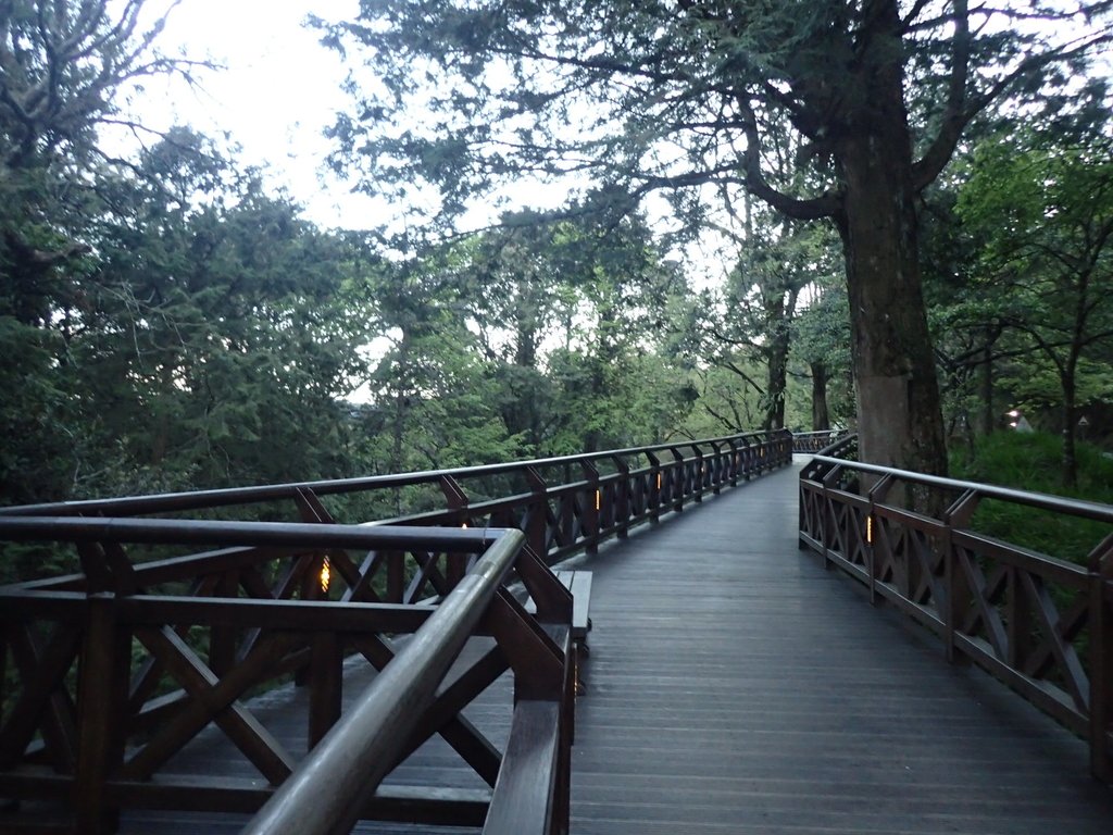 P3268005.JPG - 阿里山  沼平公園  賞櫻